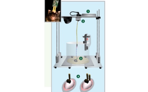 Pinnacle BioSensor 生物传感器系统